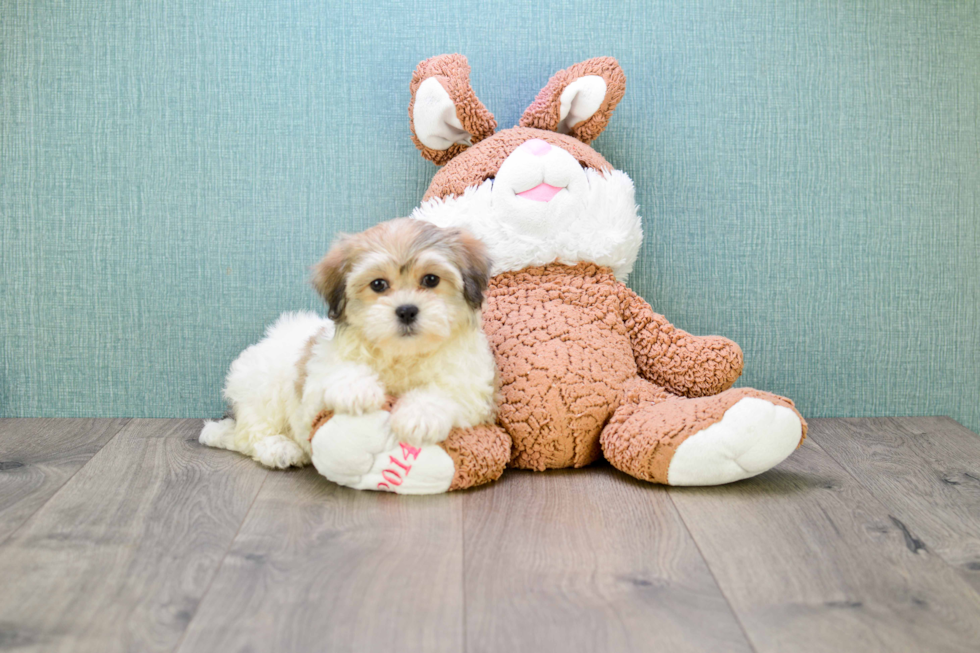 Teddy Bear Pup Being Cute