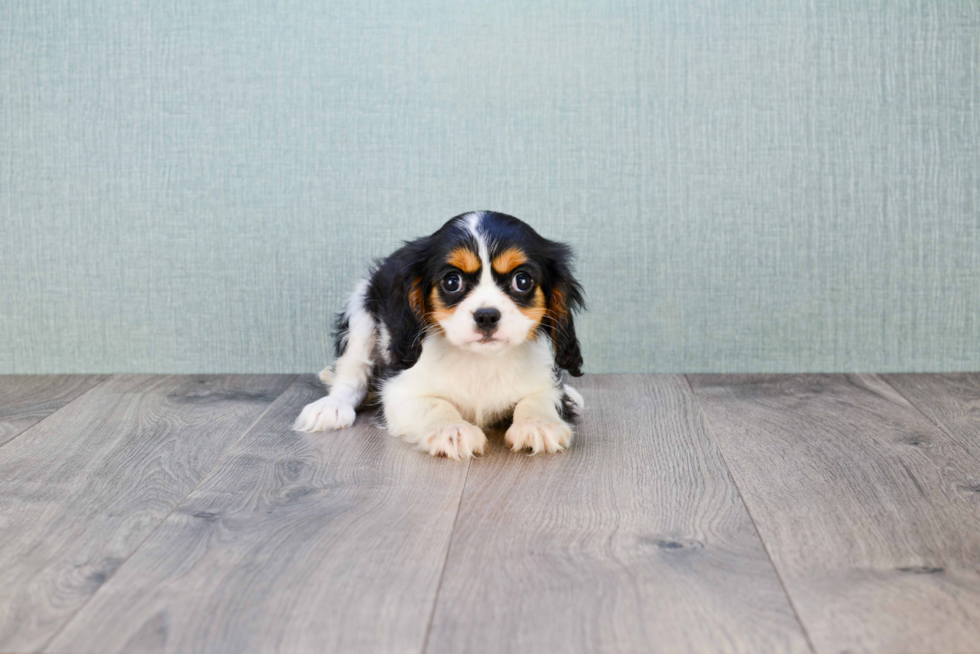 Sweet Cavalier King Charles Spaniel Purebred Puppy