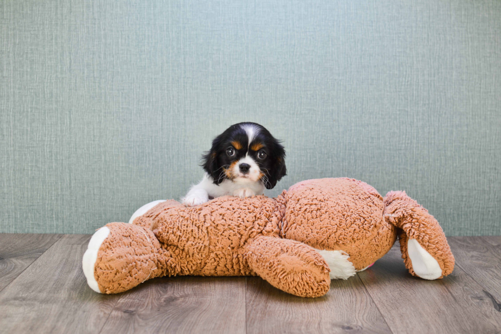 Akc Registered Cavalier King Charles Spaniel Purebred Pup