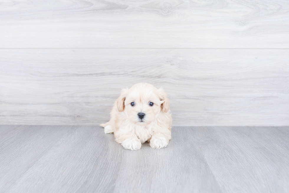 Maltipoo Pup Being Cute