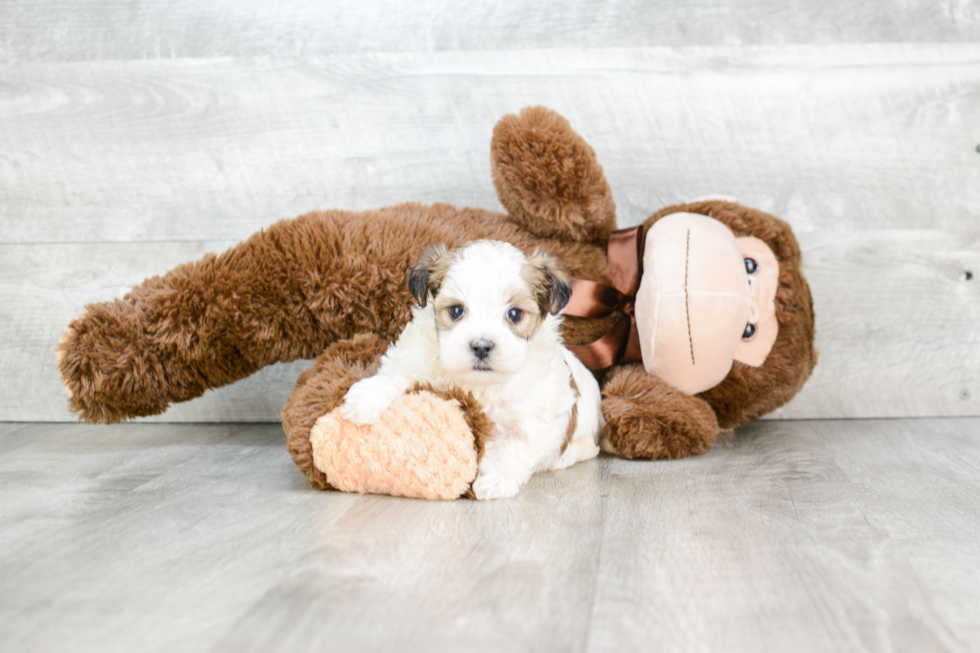 Morkie Puppy for Adoption