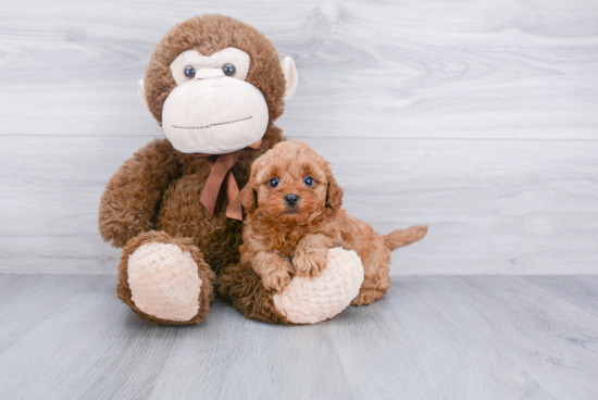 Playful Cavoodle Poodle Mix Puppy