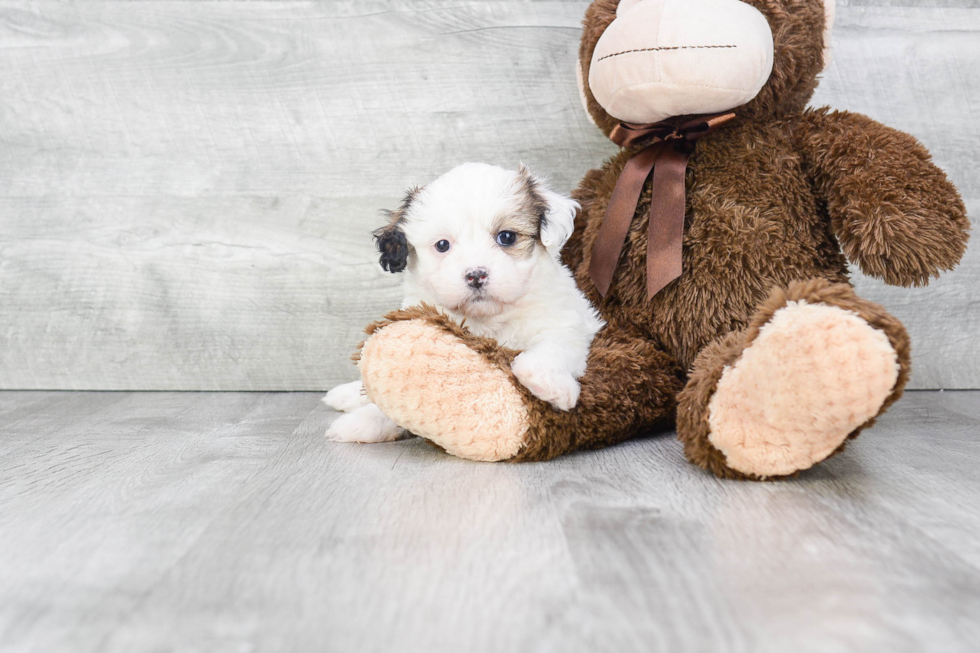 Teddy Bear Pup Being Cute