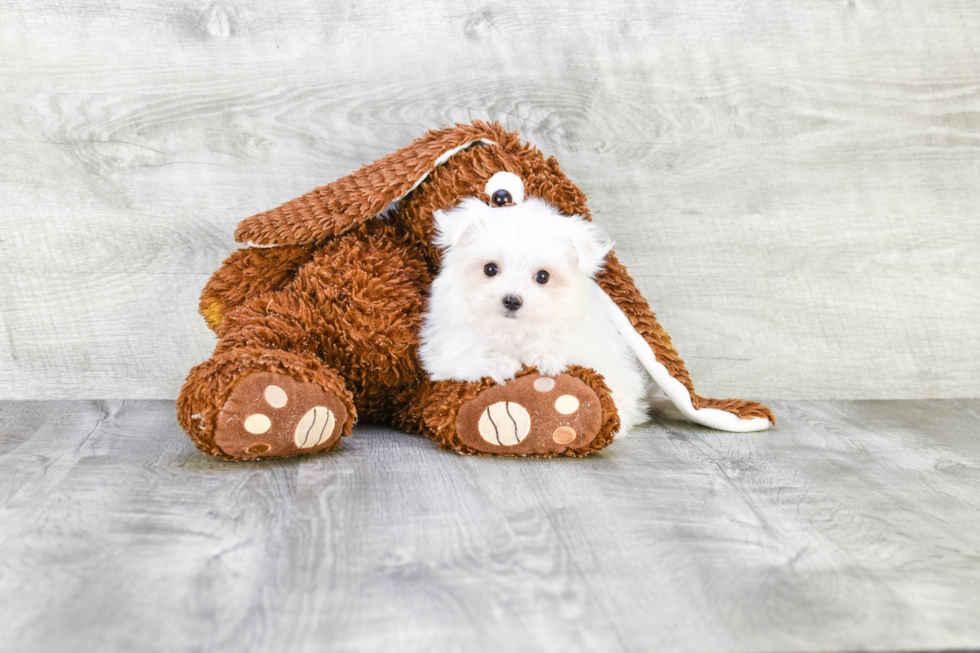 Funny Maltese Purebred Pup