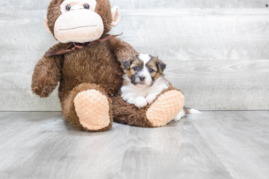 Teddy Bear Pup Being Cute