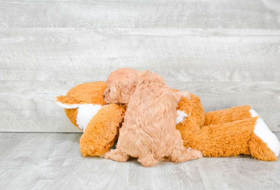 Cavapoo Pup Being Cute