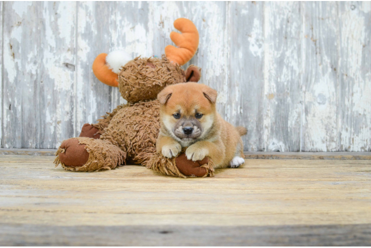 Shiba Inu Pup Being Cute