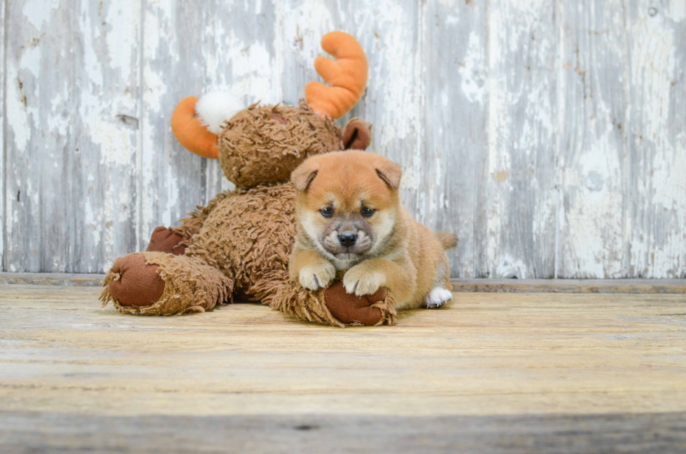 Shiba Inu Pup Being Cute