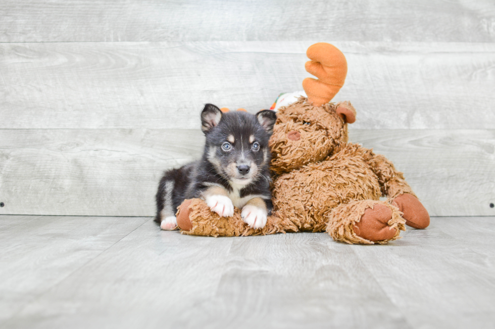 Friendly Pomsky Baby