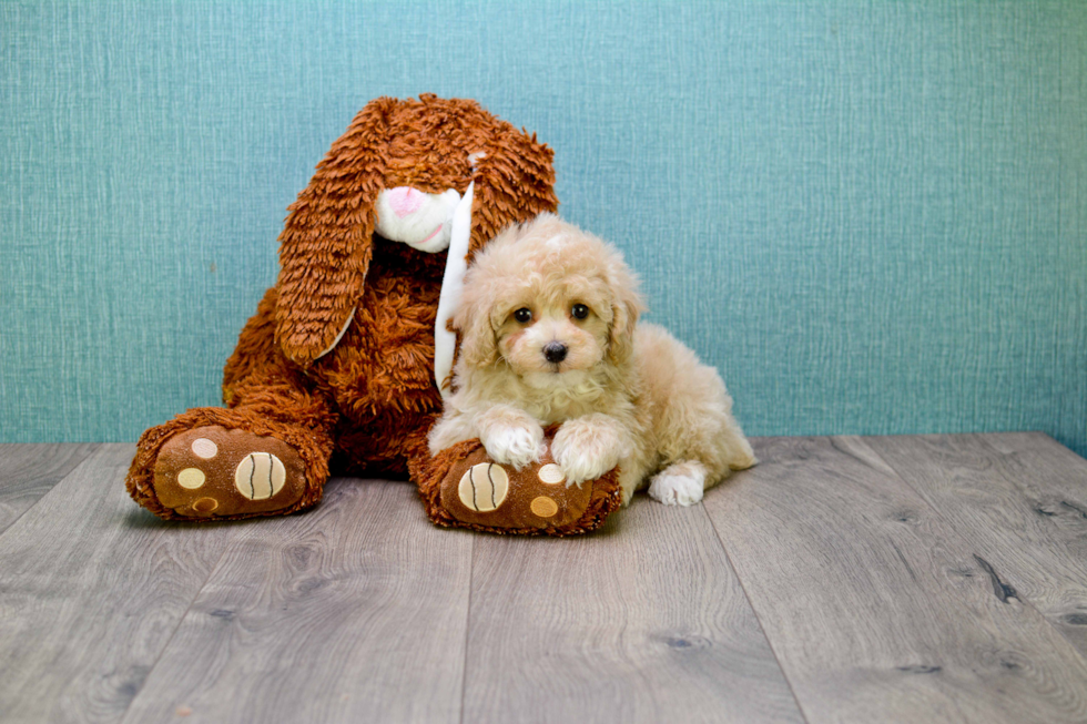 Best Cavapoo Baby