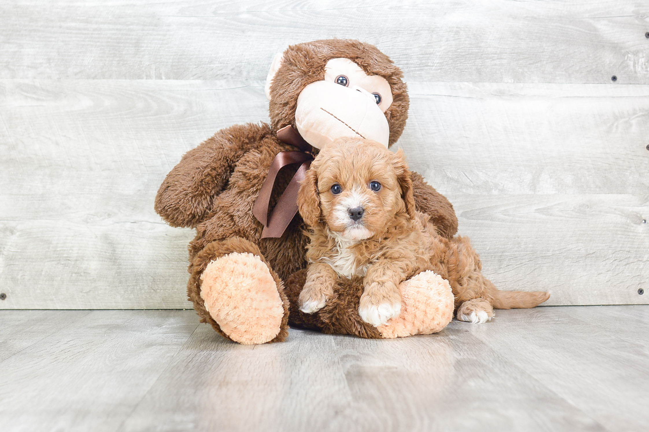 Cavapoo Pup Being Cute