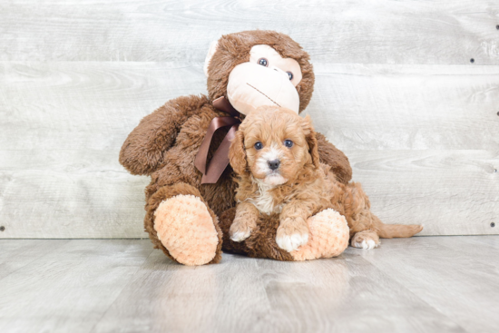 Cavapoo Pup Being Cute