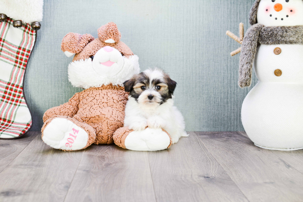 Akc Registered Havanese Purebred Pup