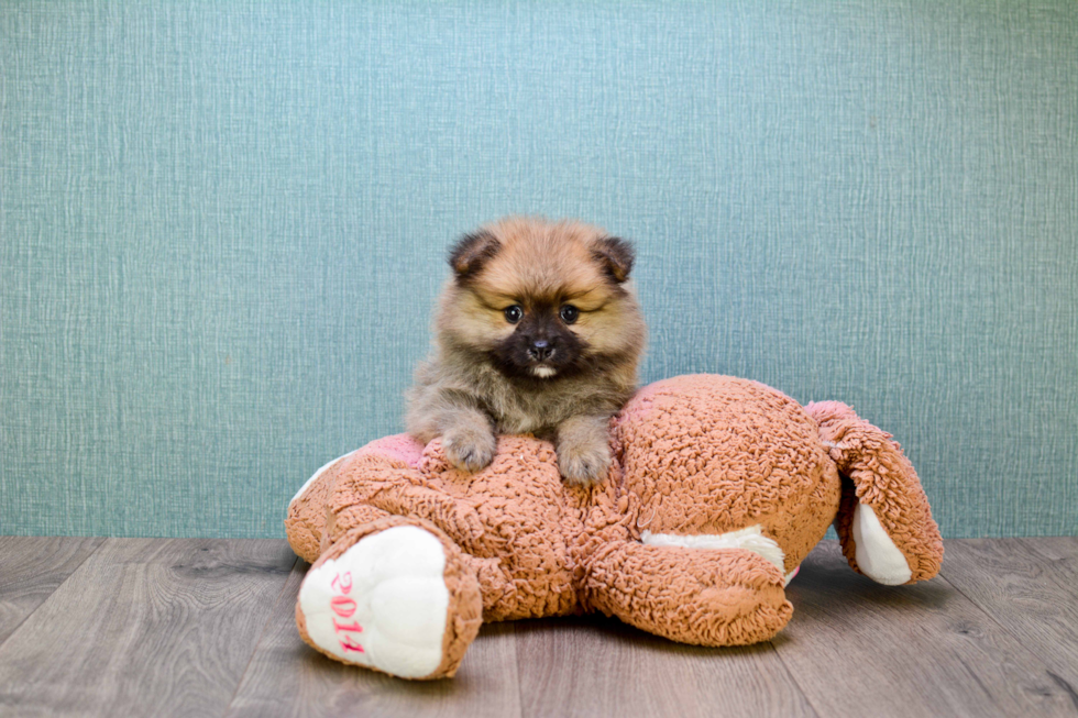 Pomeranian Pup Being Cute