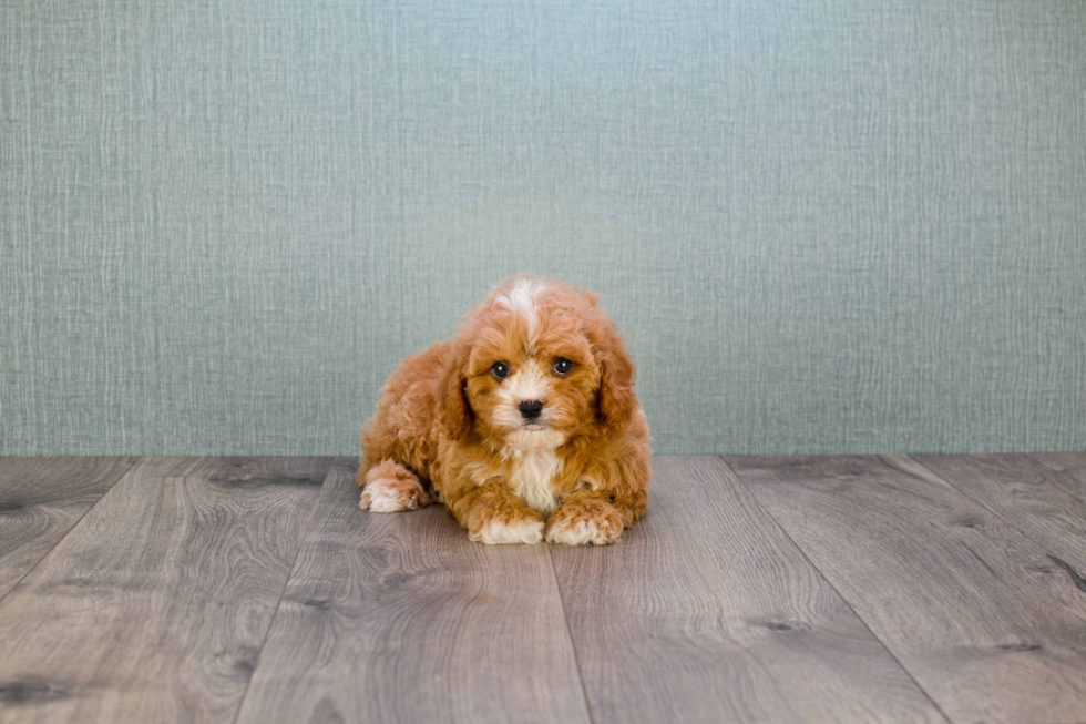 Fluffy Cavapoo Poodle Mix Pup