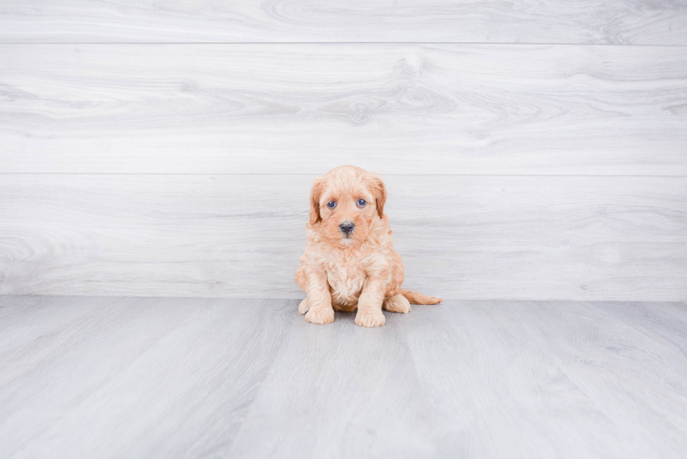 Mini Goldendoodle Pup Being Cute