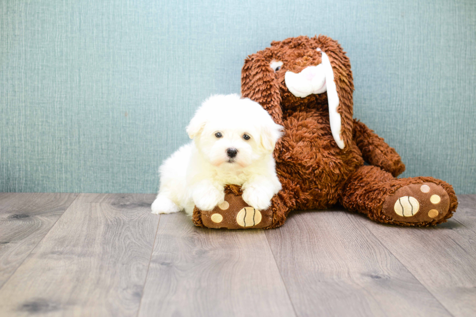 Maltese Puppy for Adoption