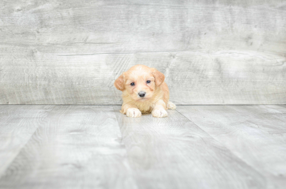 Maltipoo Puppy for Adoption