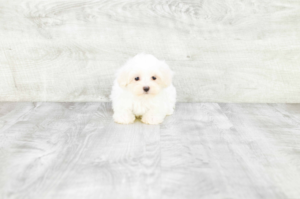 Maltese Puppy for Adoption