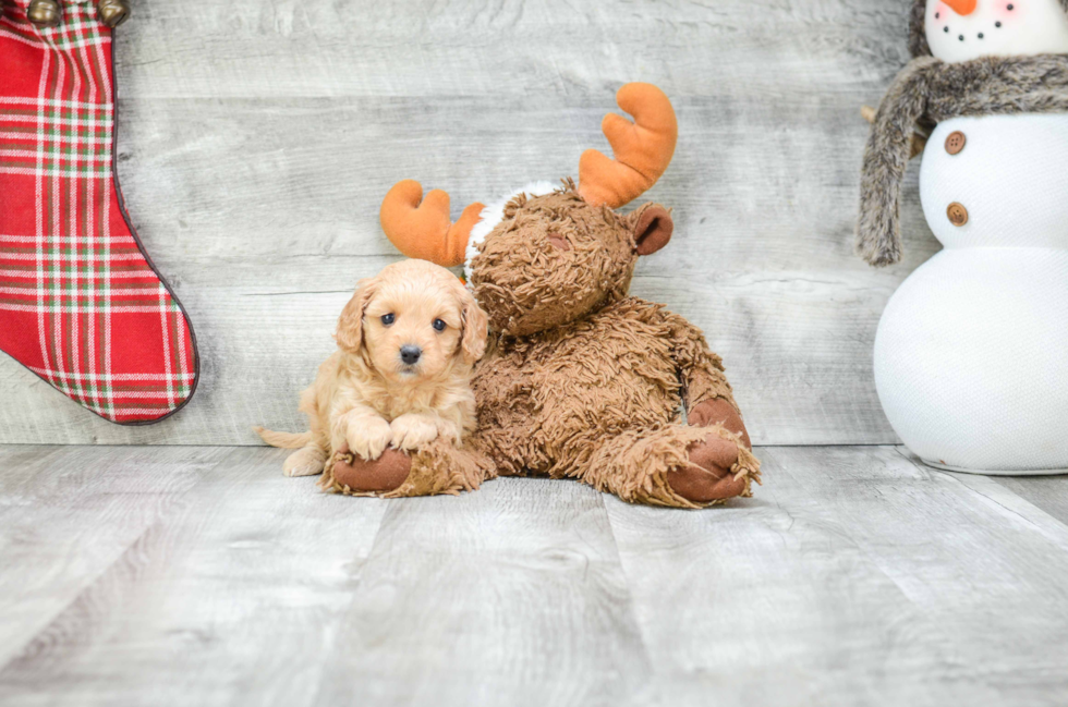 Fluffy Cavapoo Poodle Mix Pup