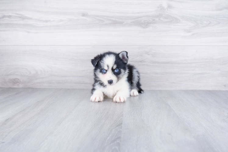 Small Pomsky Baby