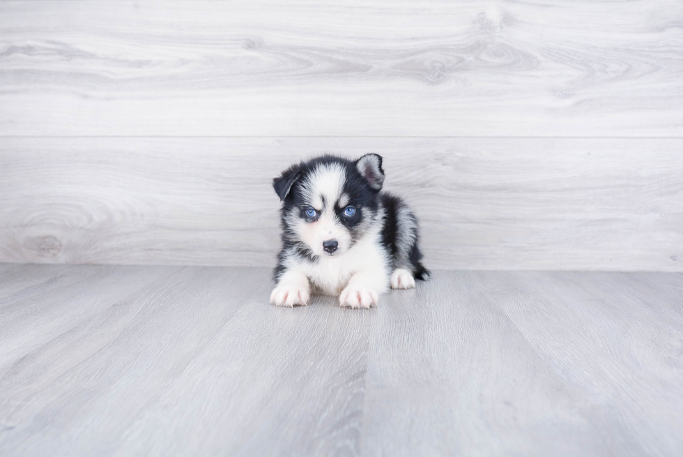 Small Pomsky Baby