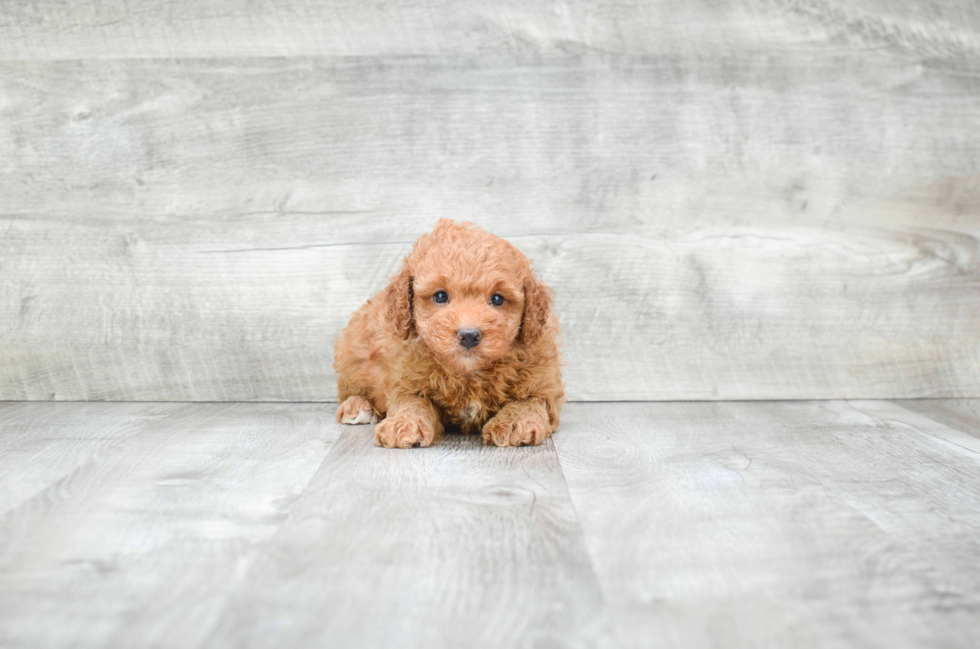 Best Mini Goldendoodle Baby