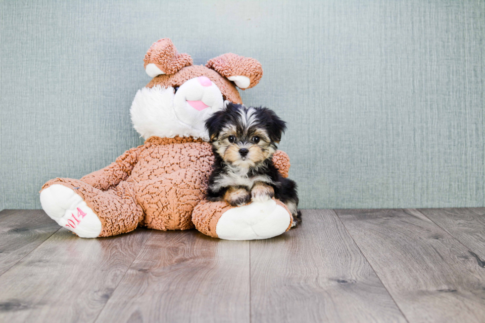 Morkie Pup Being Cute