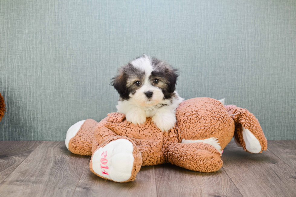 Teddy Bear Pup Being Cute