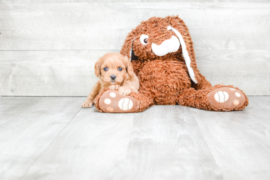 Cavapoo Pup Being Cute