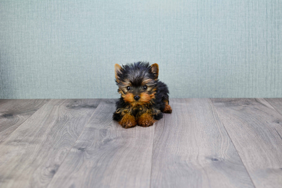 Meet Ronaldo - our Yorkshire Terrier Puppy Photo 