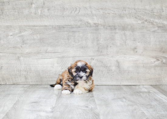 Best Havanese Baby