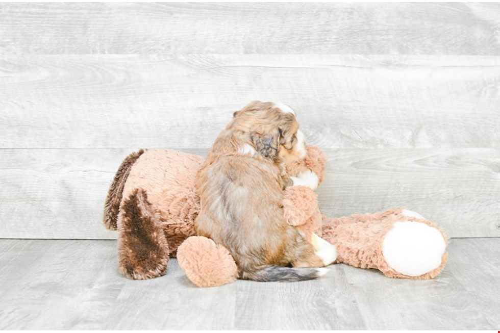 Mini Bernedoodle Pup Being Cute