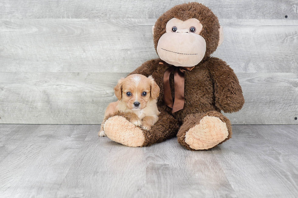 Cavapoo Pup Being Cute