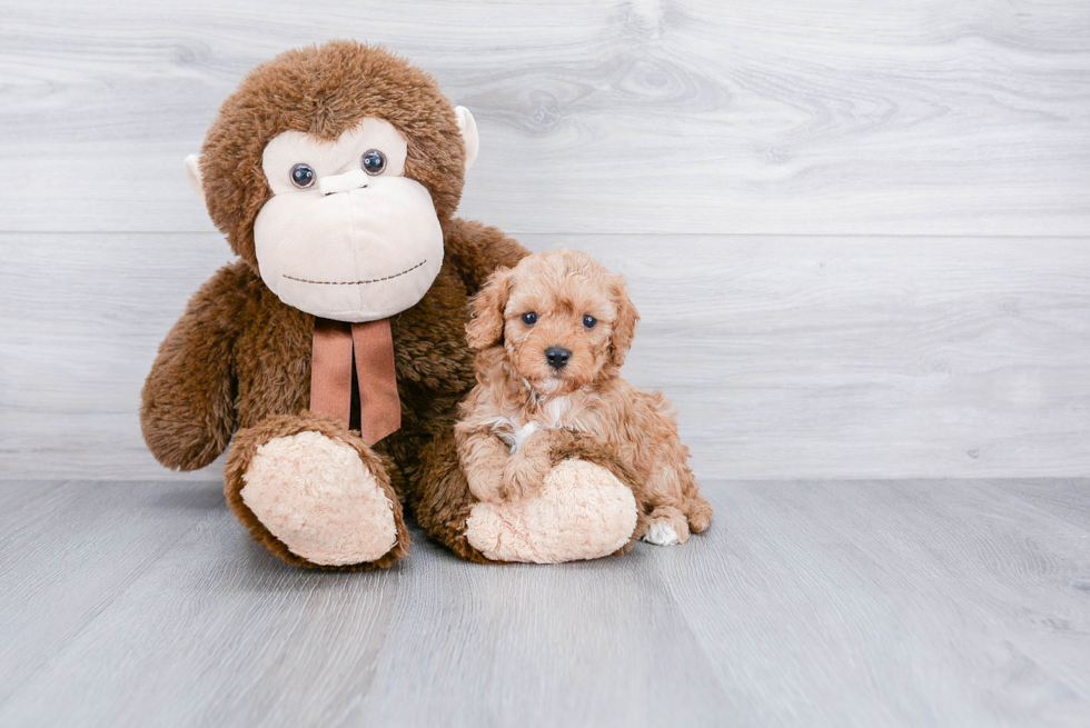 Cute Cavapoo Baby