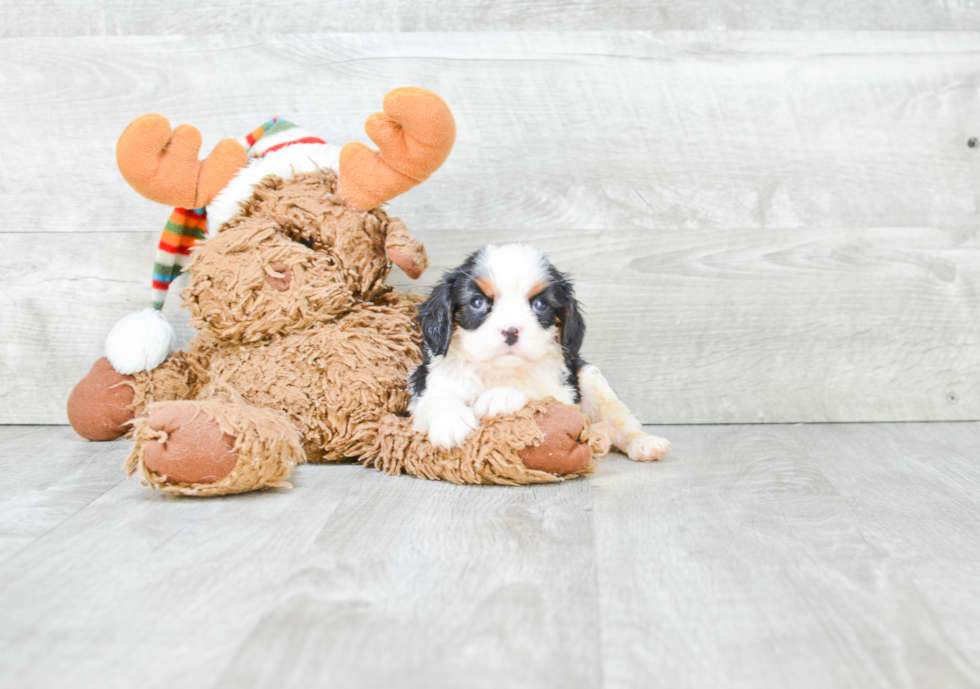 Cavalier King Charles Spaniel Puppy for Adoption