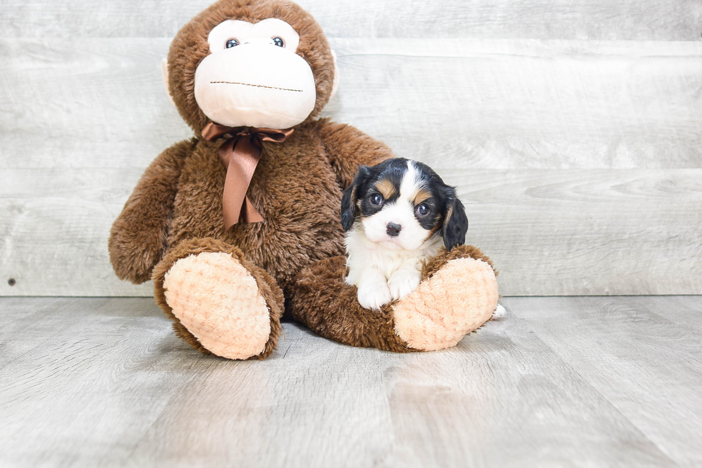 Cute Cavalier King Charles Spaniel Purebred Puppy
