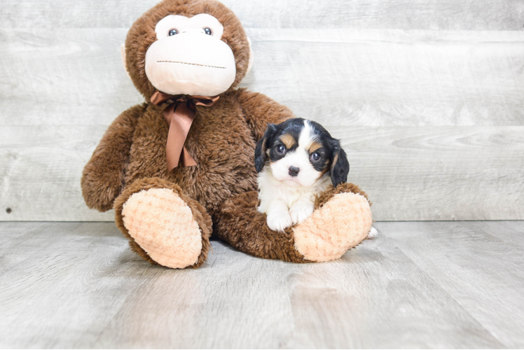 Cute Cavalier King Charles Spaniel Purebred Puppy