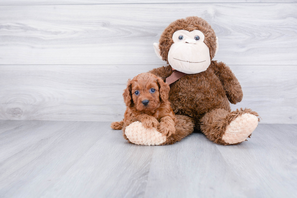 Cute Cavapoo Baby