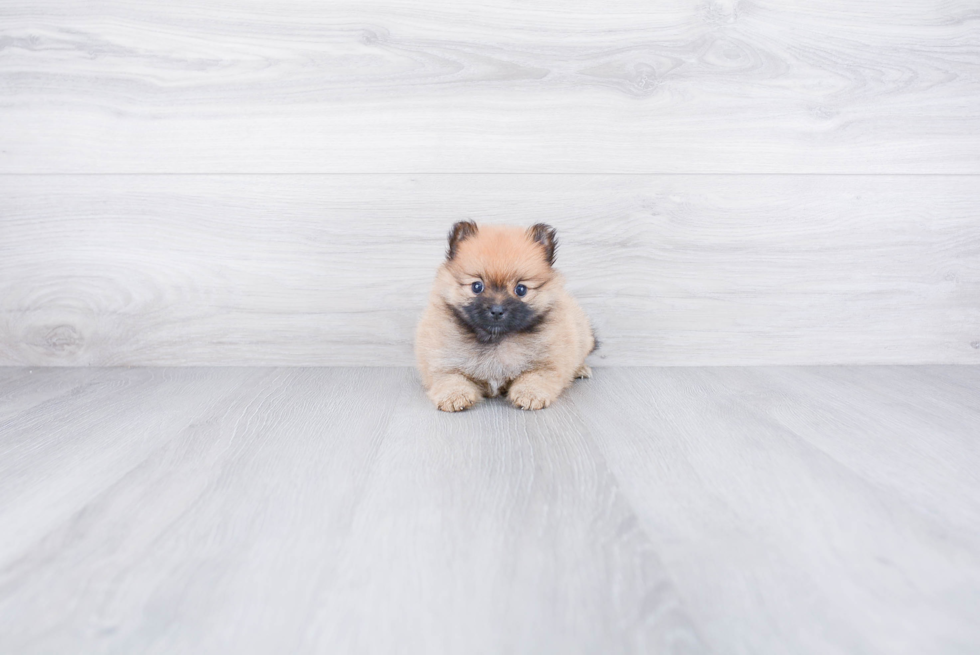 Little Pomeranian Purebred Pup