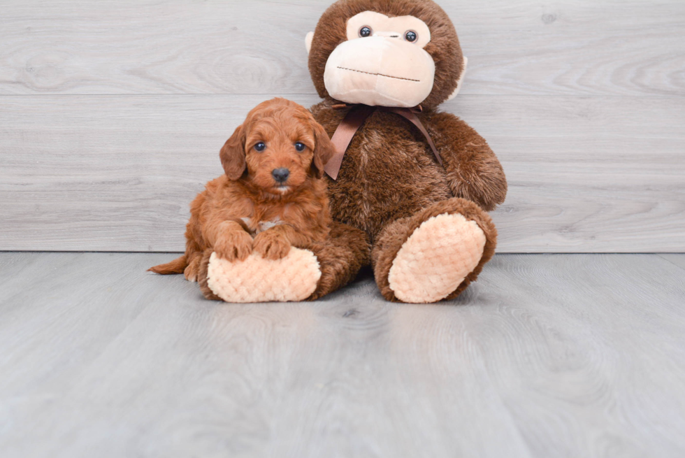 Mini Goldendoodle Puppy for Adoption