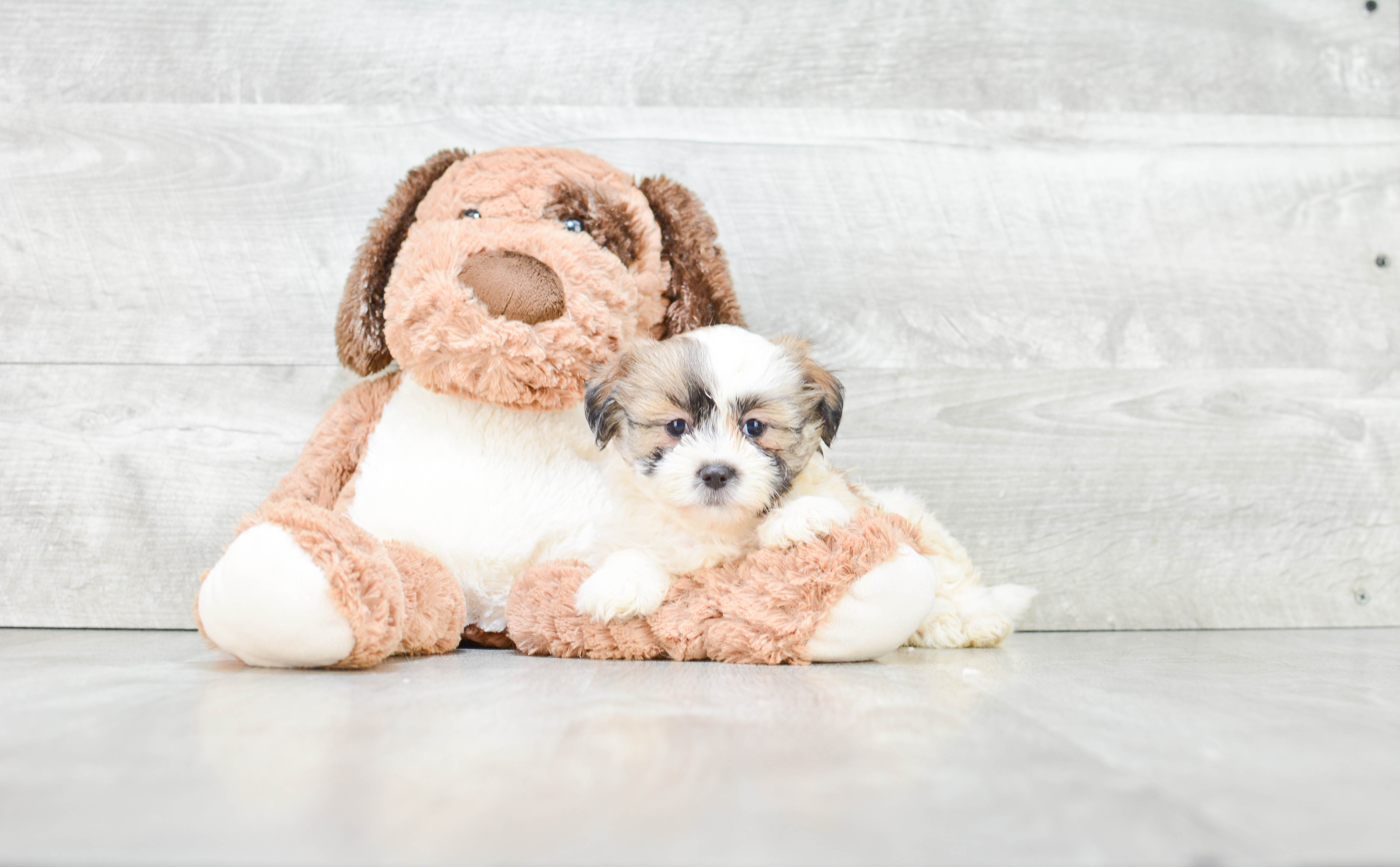 Funny Teddy Bear Designer Pup