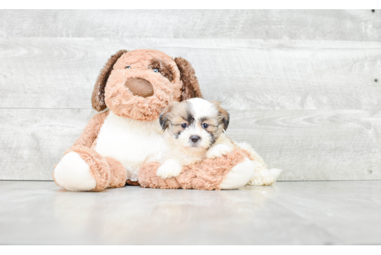 Funny Teddy Bear Designer Pup