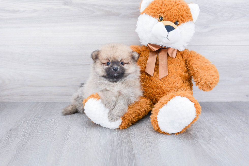 Hypoallergenic Pomeranian Baby