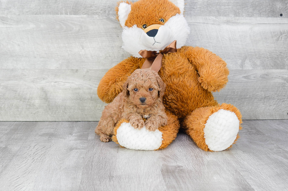 Friendly Poodle Purebred Pup