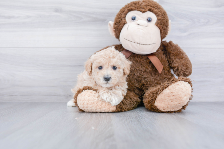 Maltipoo Puppy for Adoption