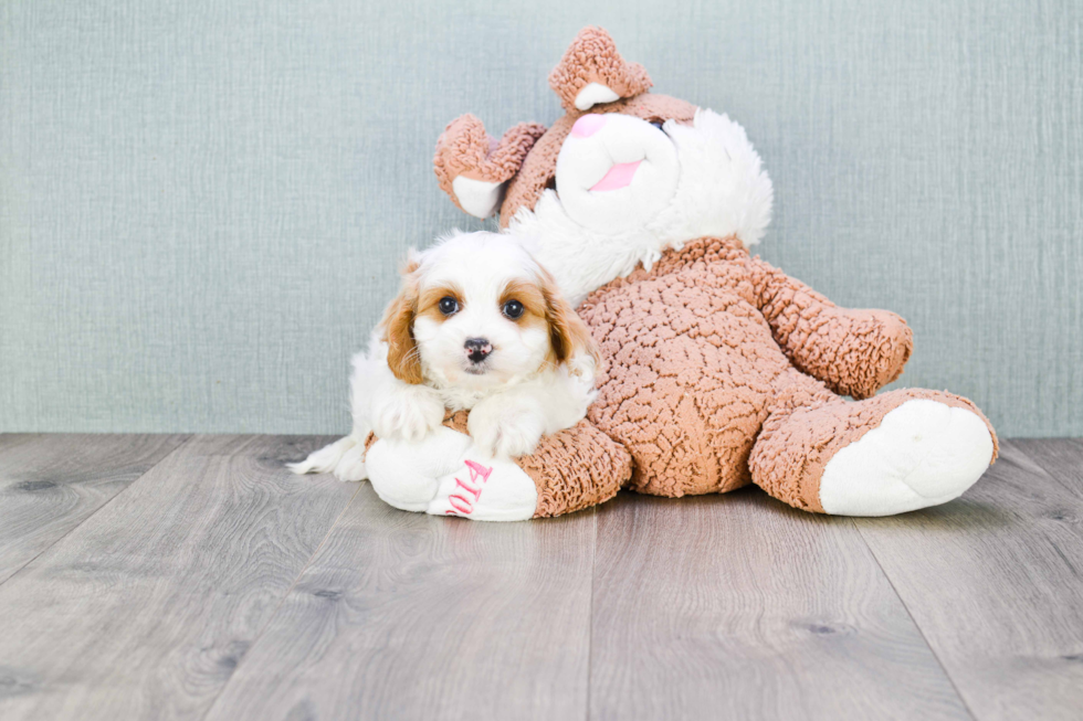 Cavapoo Puppy for Adoption