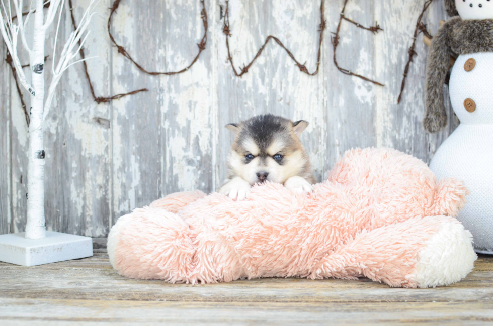 Pomsky Pup Being Cute