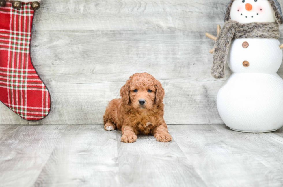 Best Mini Goldendoodle Baby