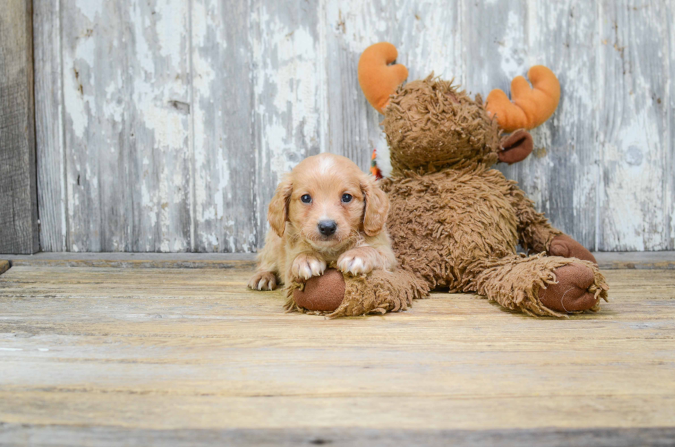 Hypoallergenic Cavoodle Poodle Mix Puppy